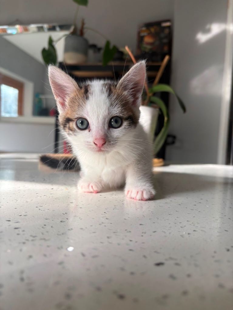 2 kittens for sale 