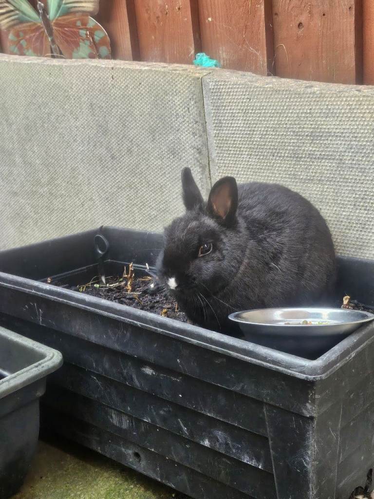 Adorable netherland dwarf for rehome 