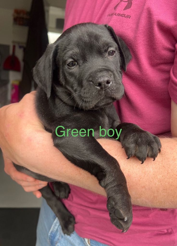 3 puppies left** Bulldog/Lab mix puppies 