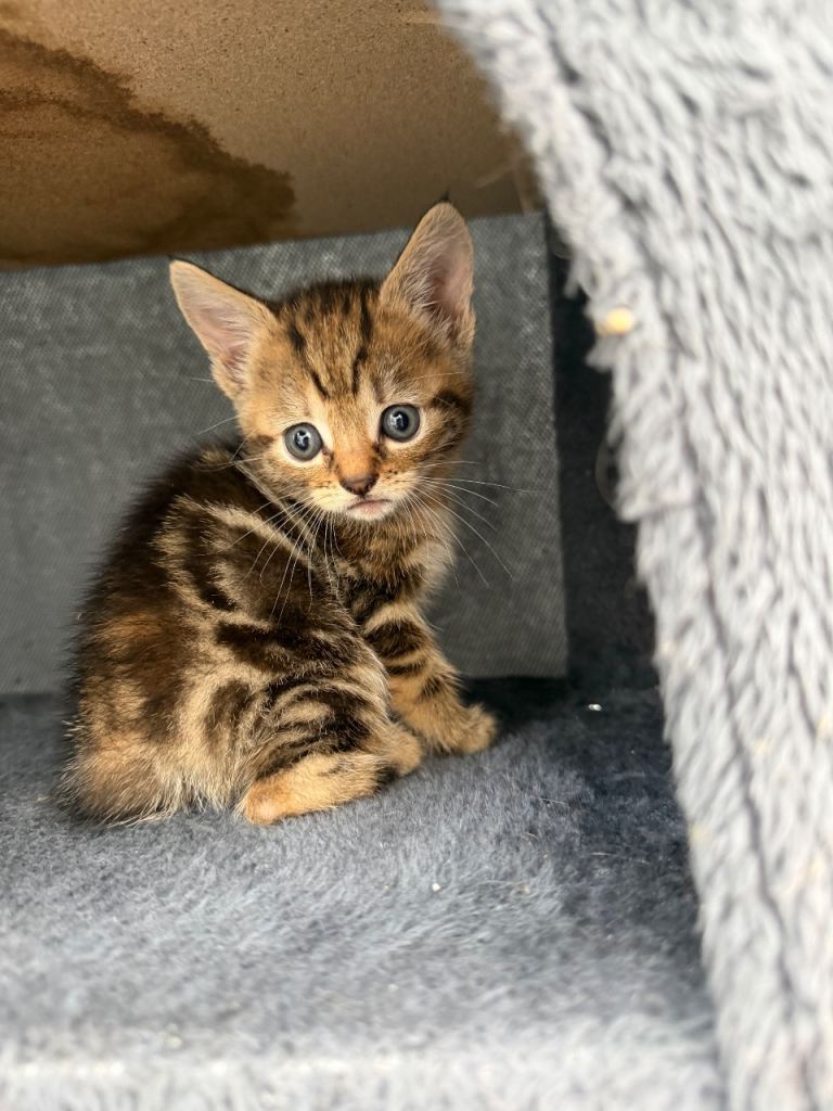 Kittens looking for a home