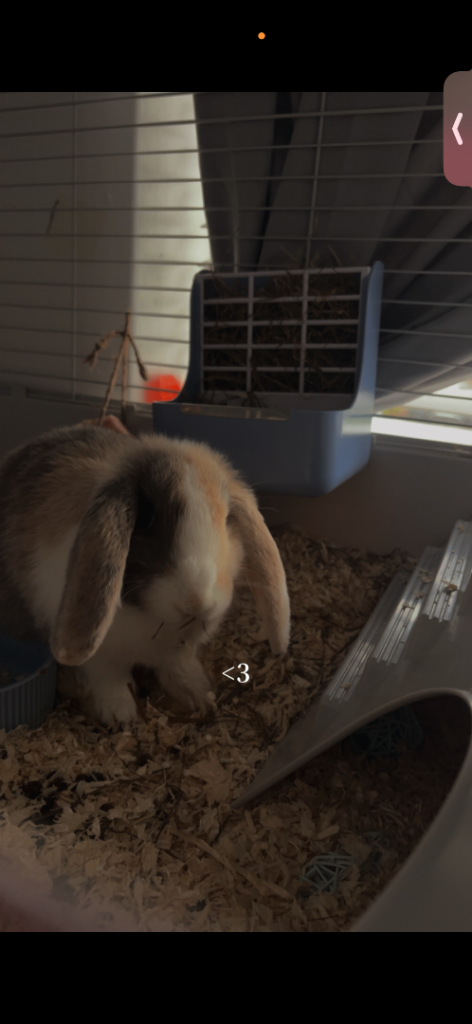 Male rabbit and set up 