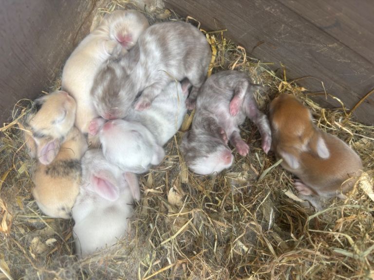 🐰 Mini Lop x Netherland Dwarf Babies 🐰