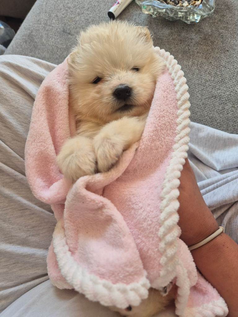 Samoyed puppies 