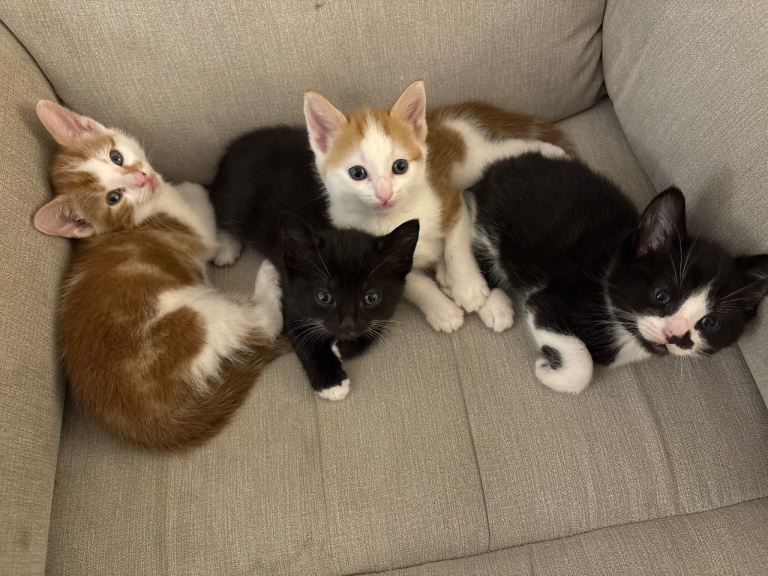 **ALL RESERVED** Kittens