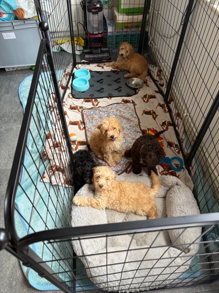 Cockapoo puppies for sale