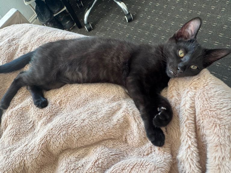 Adorable kitten looking for its forever home 