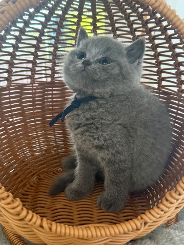 British Shorthair kittens - 7 weeks old 