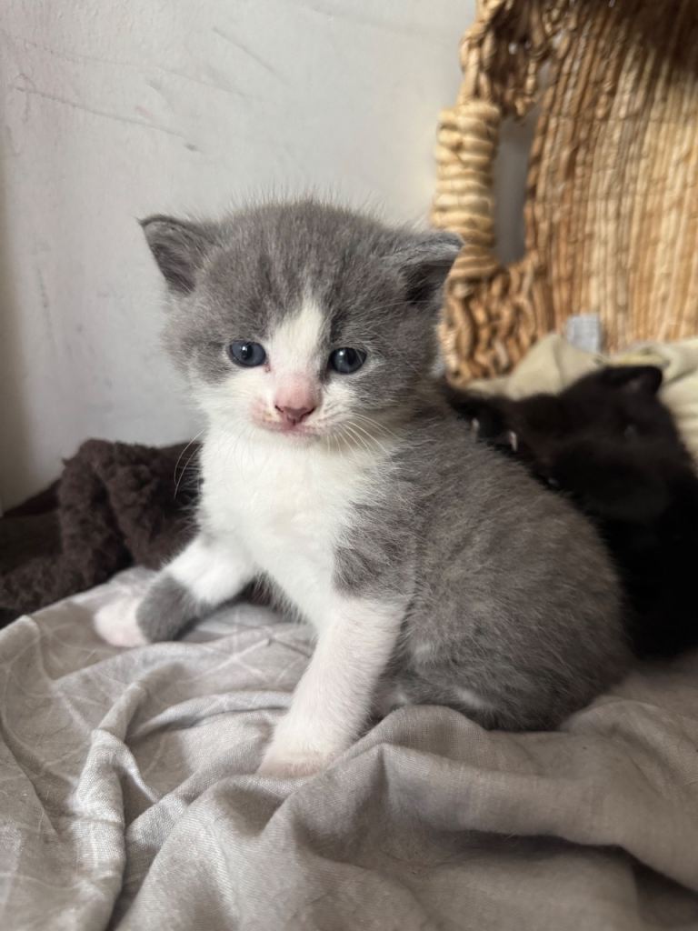 Cute kitties looking for a house