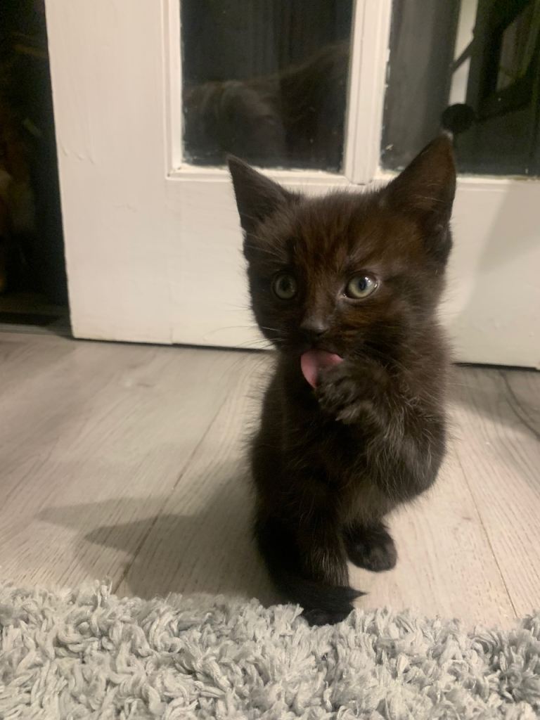 Kittens for sale east end