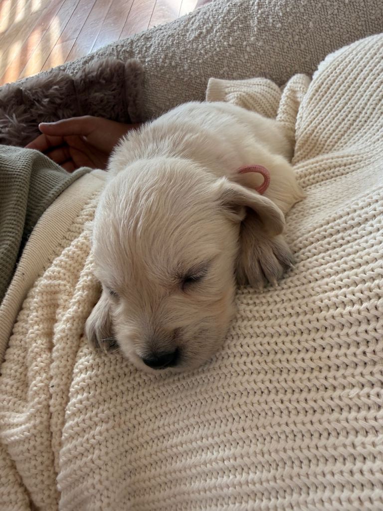 Stunning English cream golden retrievers 🌹 