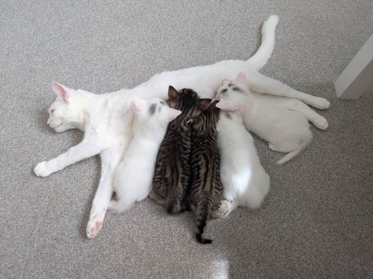 X 5 kittens dob 11 may X looking for homes x 