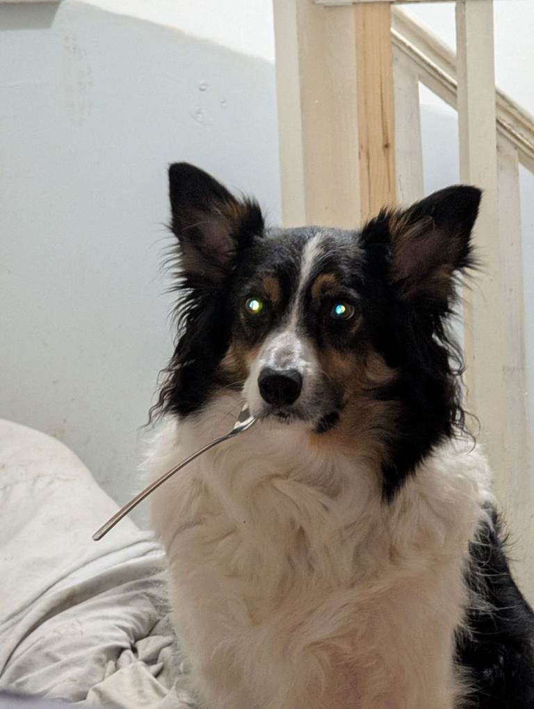 PEDRO *EXPERIENCED HOME ONLY*