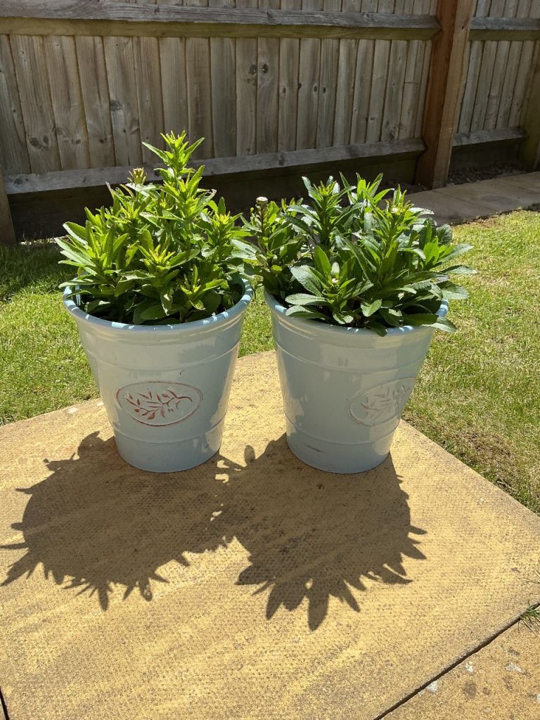 2 well established leucanthemum daisy plants in pots