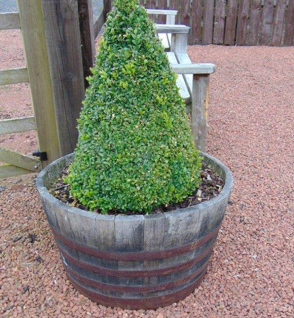 Half Barrel Planter ~28 inch Diameter, Solid Oak, ex-distillery