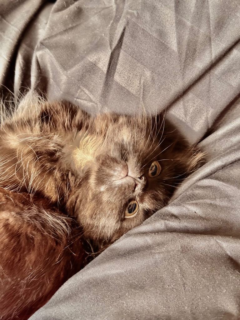 Cat for adoption 