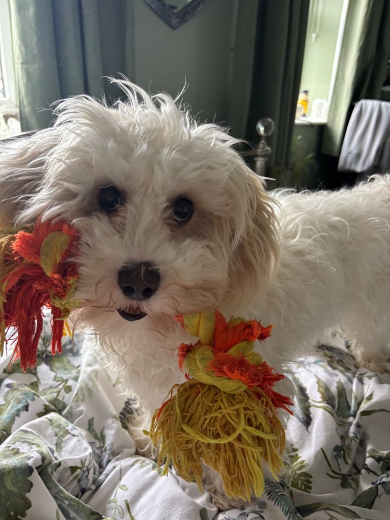 7 month old Cavapoochon