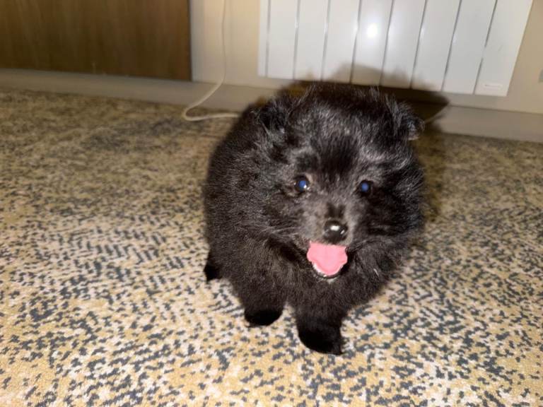 Pomeranian puppies 