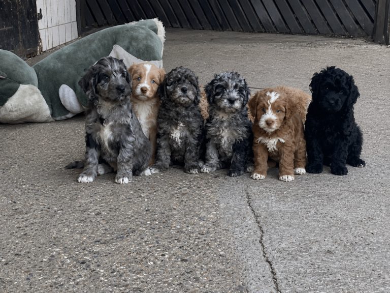 Beautiful litter of Cockapoo puppies