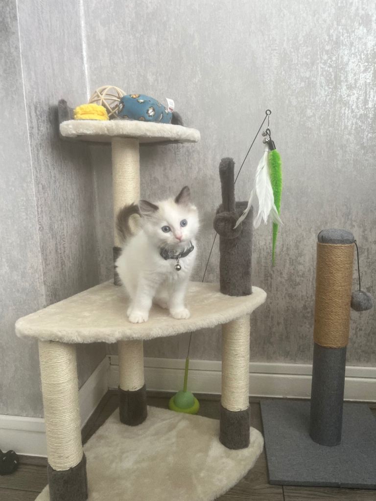 Male Ragdoll kitten
