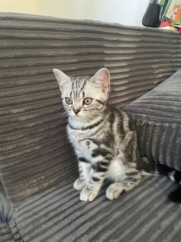 Silver Tabby GCCF/TICA/FIFe registered pedigree