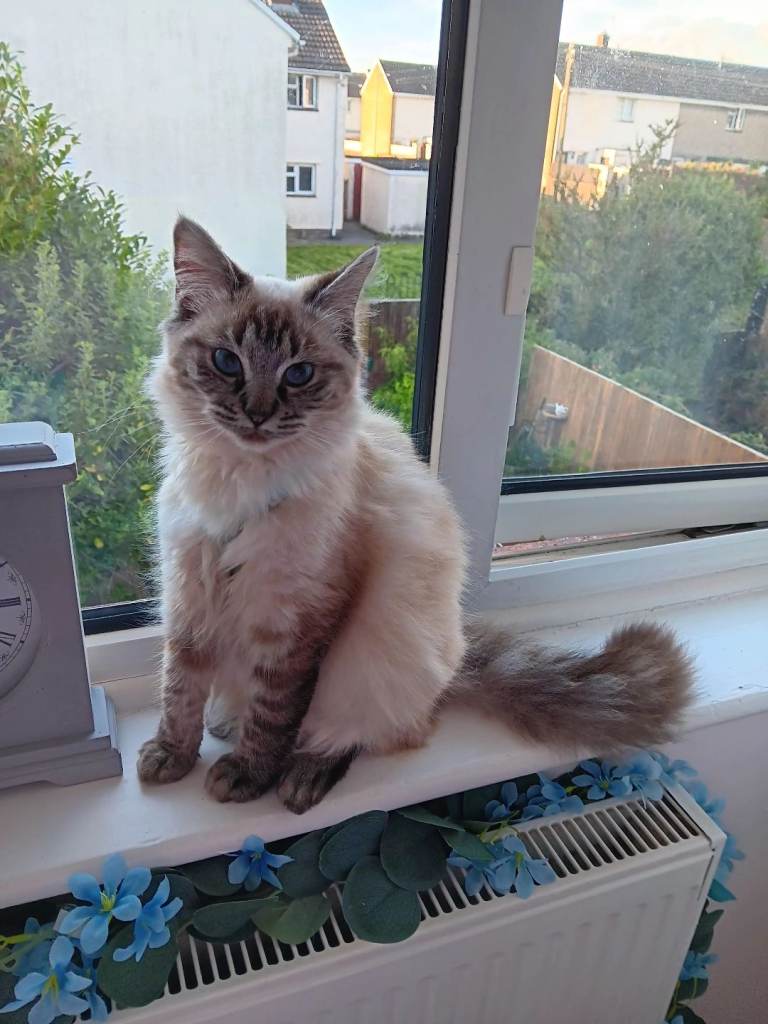 Seal Linx Ragdoll Female for sale.