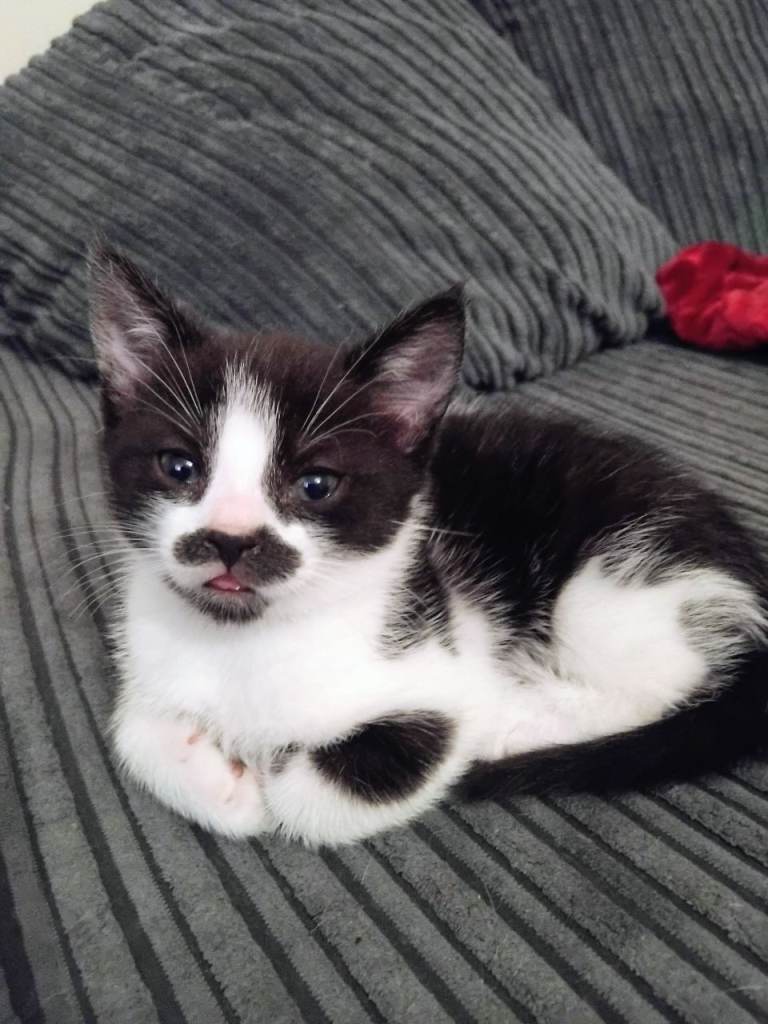  8-Week-Old Kitten Seeking Her Forever Home