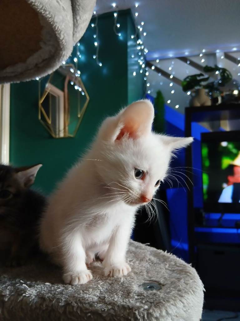 Pure white kittens