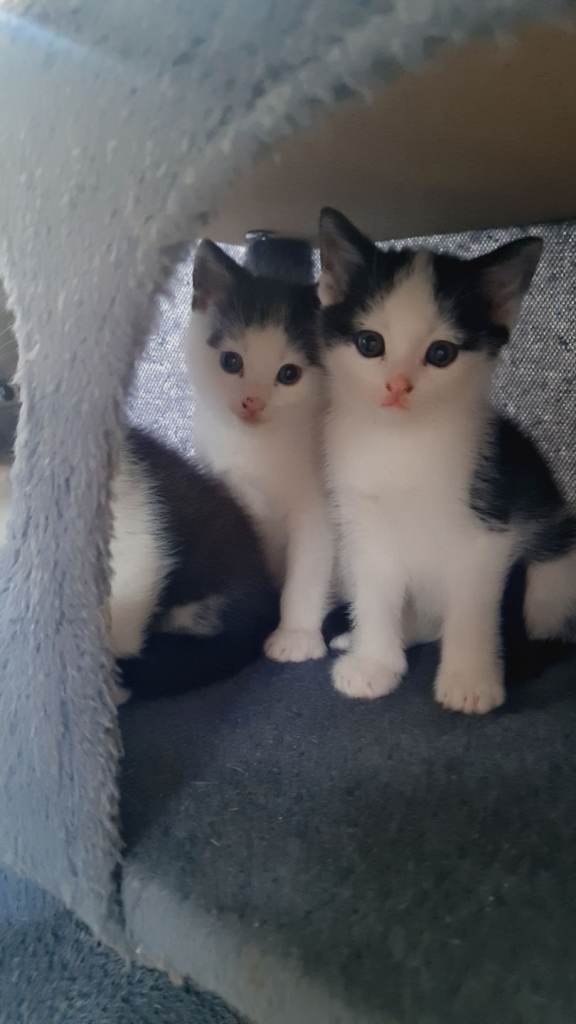 Kittens