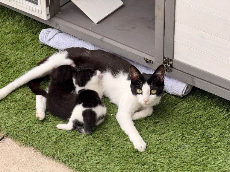 🐾 3 Beautiful Home-Raised Kittens 🐾