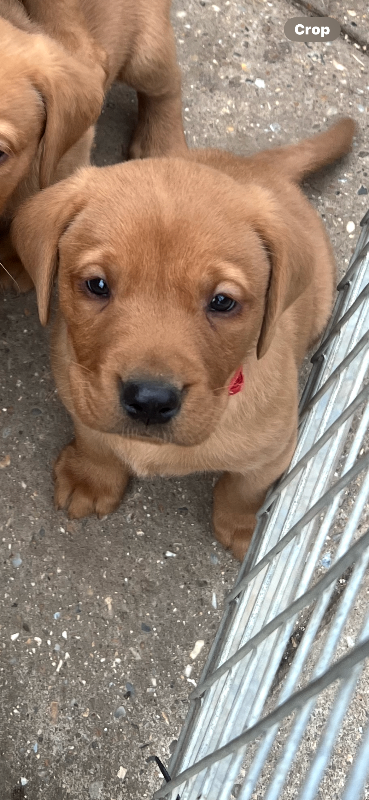 Fox red Labrador puppies 