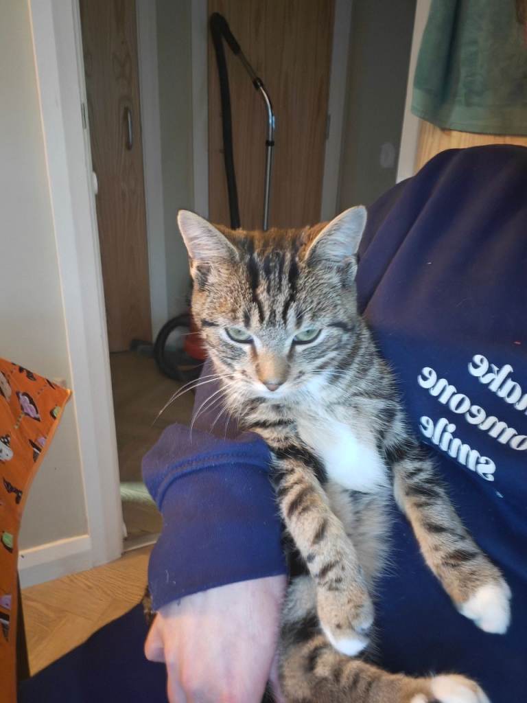 Beautiful little kitten