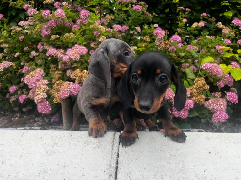 Dachshund puppies 