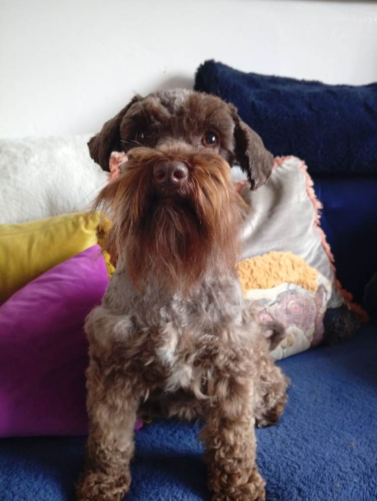 Mini Schnauzer 