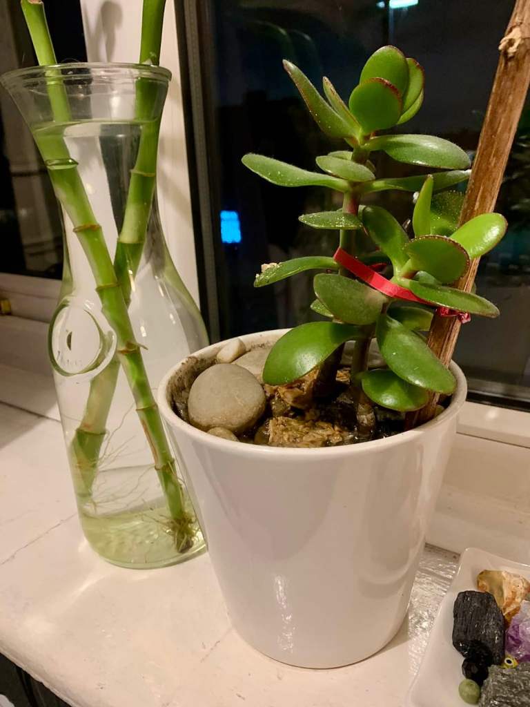Beautiful Lucky Chinese Money Tree 🌿
