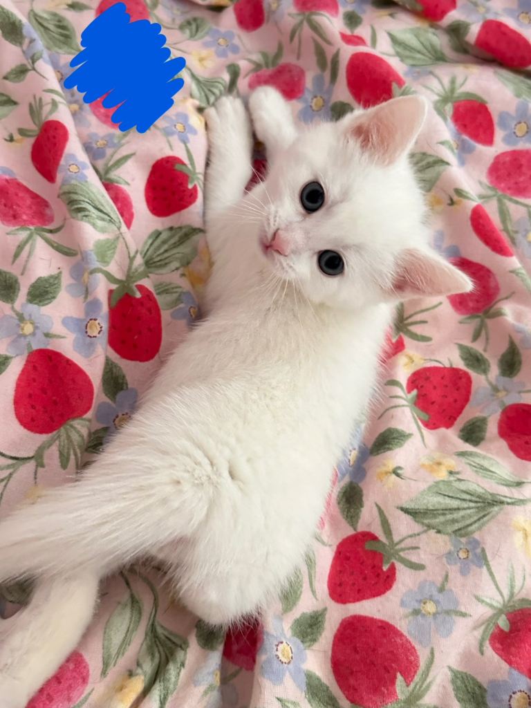 Kittens (TWO BOYS LEFT) 