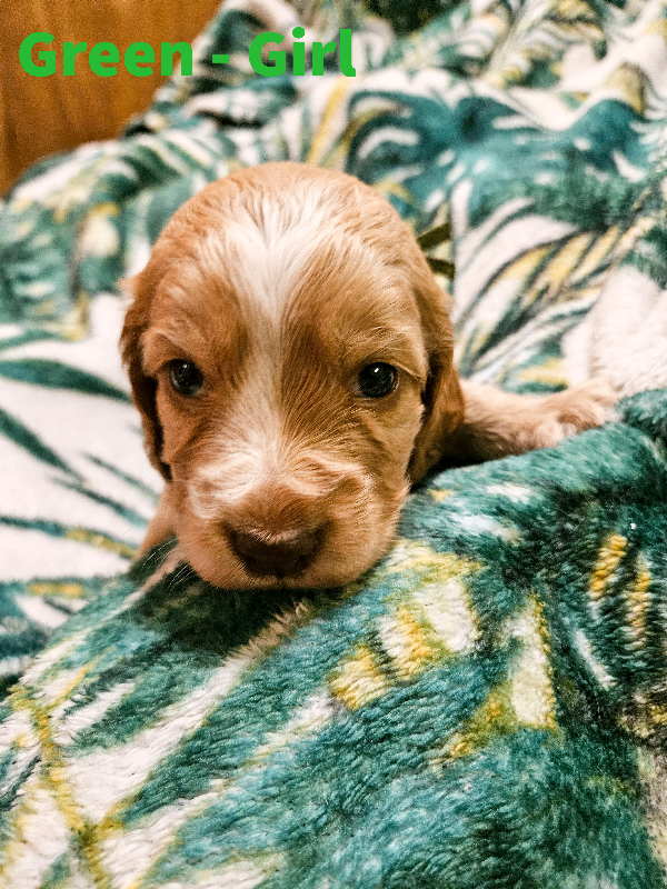 Stunning show type KC Registered Cocker Spaniel Puppies