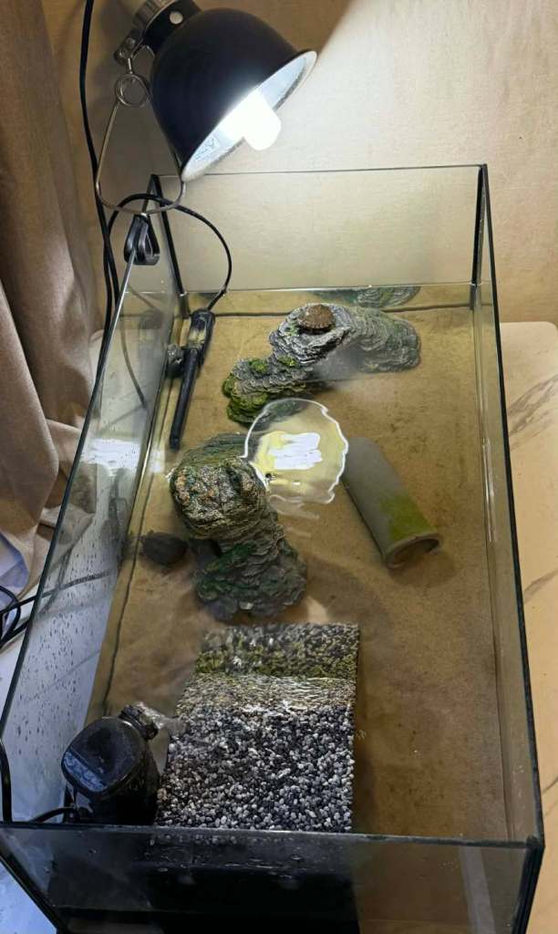Turtle set up