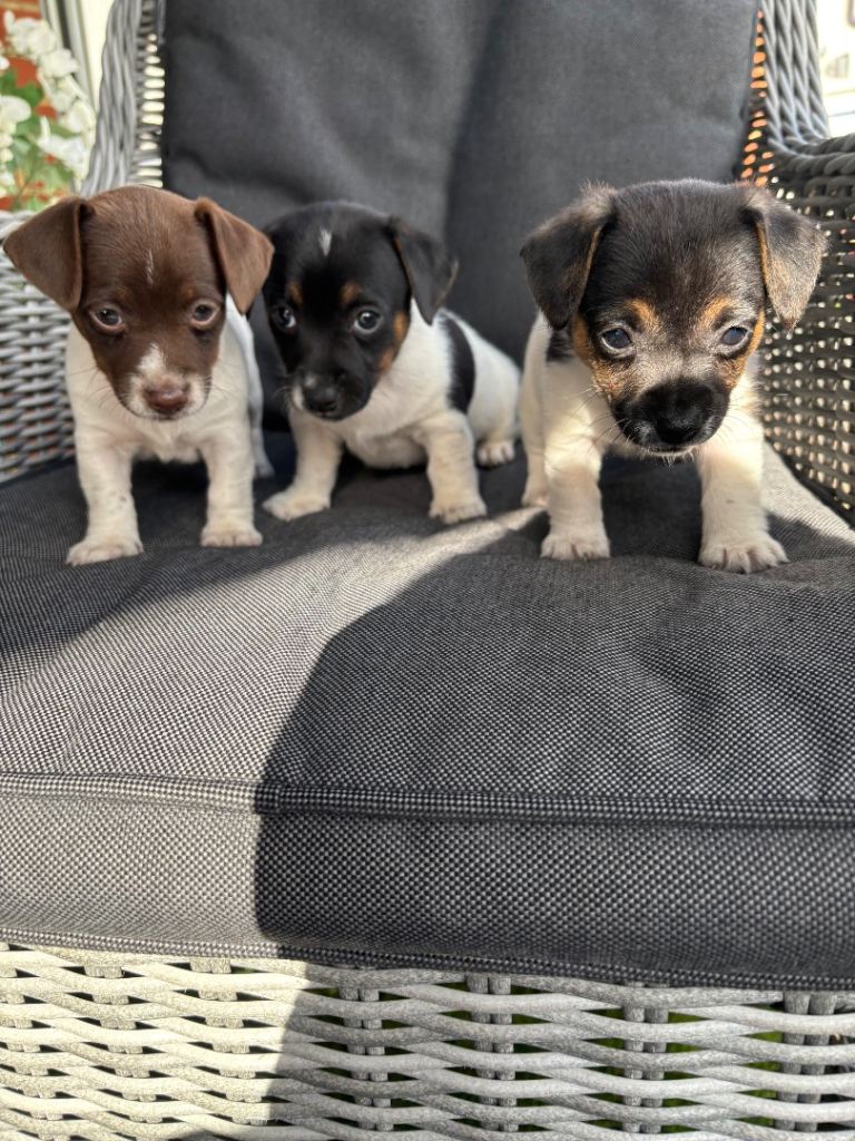 Jack Russell puppies