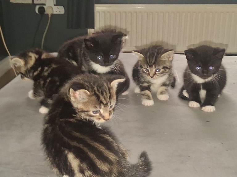 Two Tuxedo Kittens Four Tabbys
