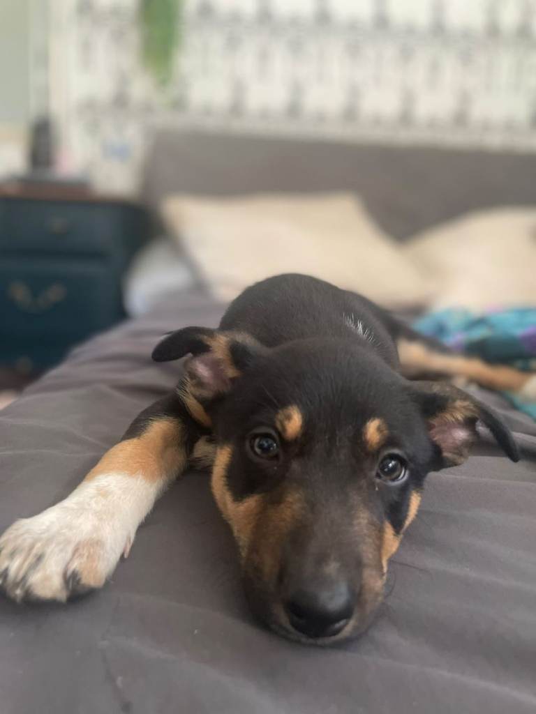 Bull greyhound collie x collie greyhound