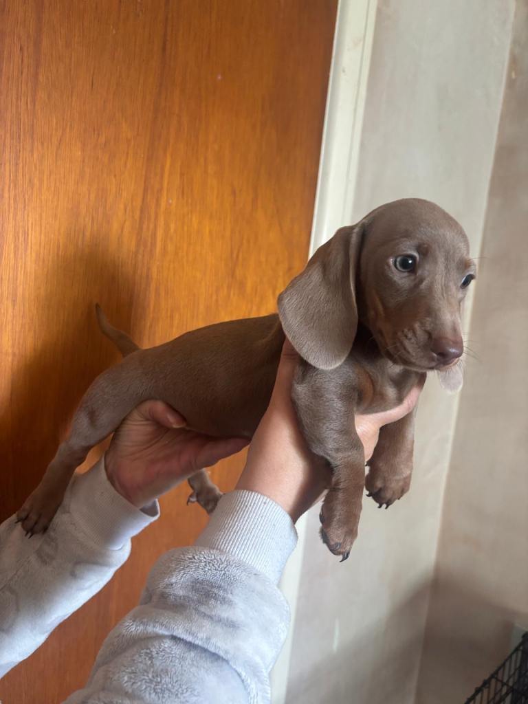 Miniature Dachshunds 