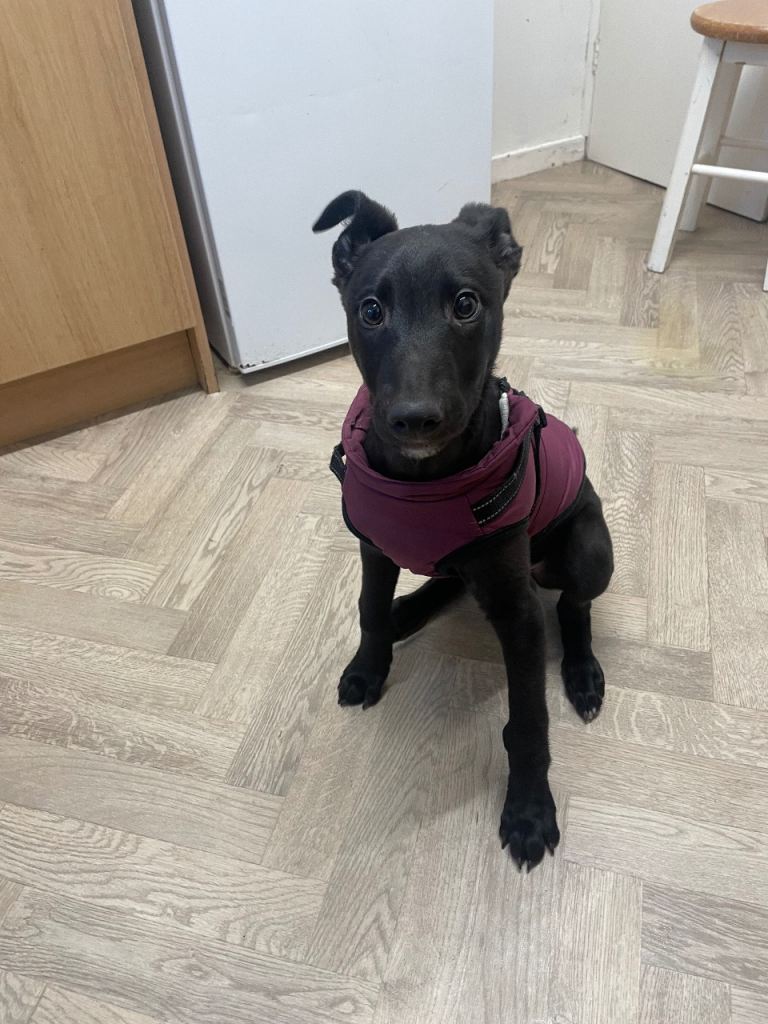 image for Lurcher puppy