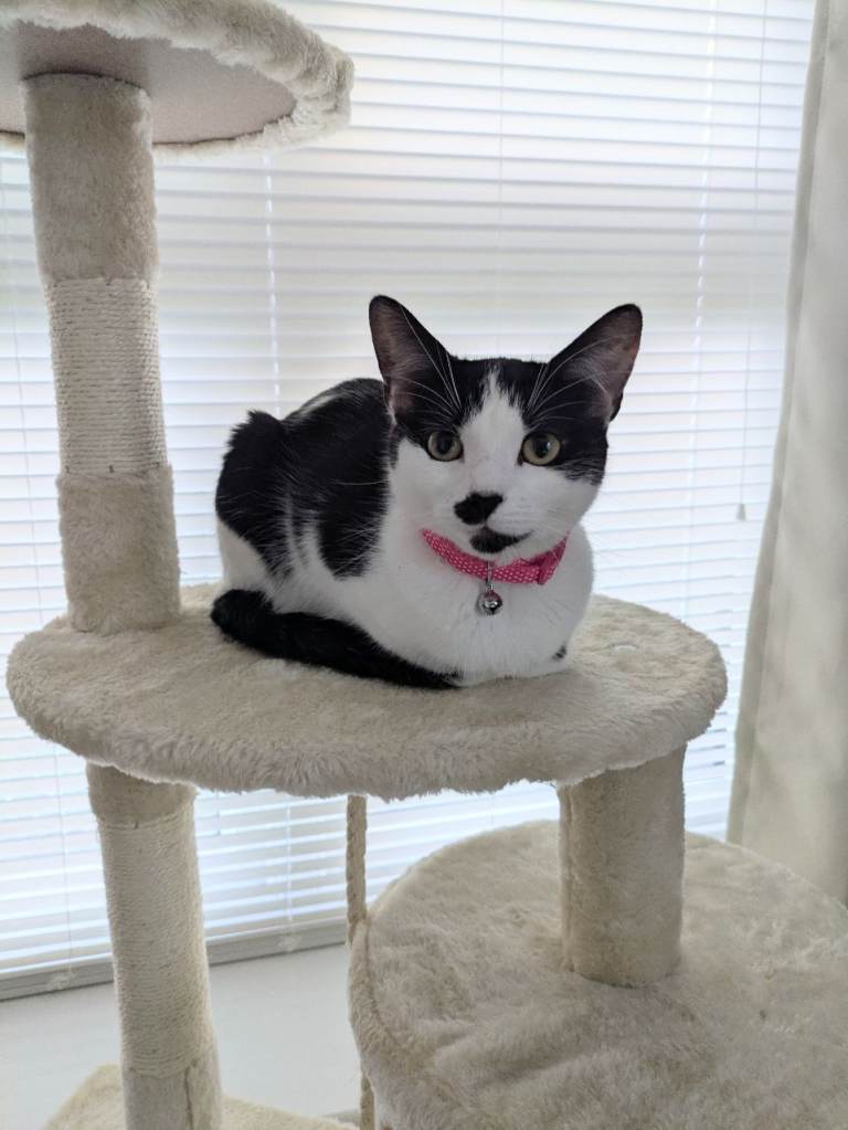 Looking for a loving home