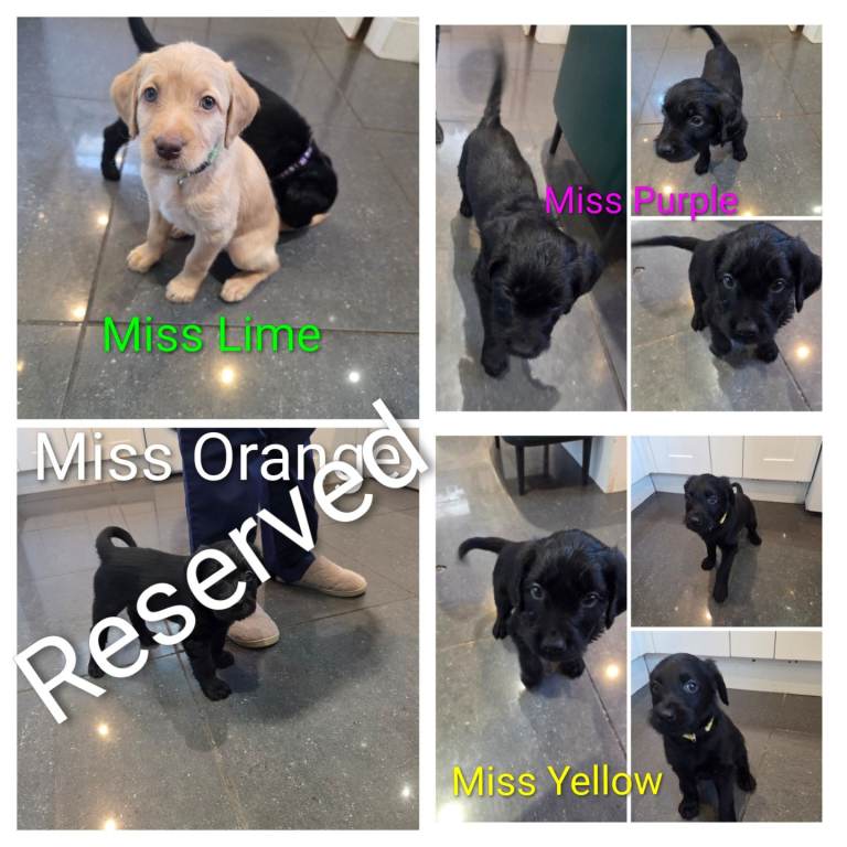 Ready 5th April Final Three -Labrodoodle Puppies for sale