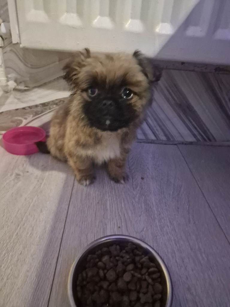 Pomerian x pug