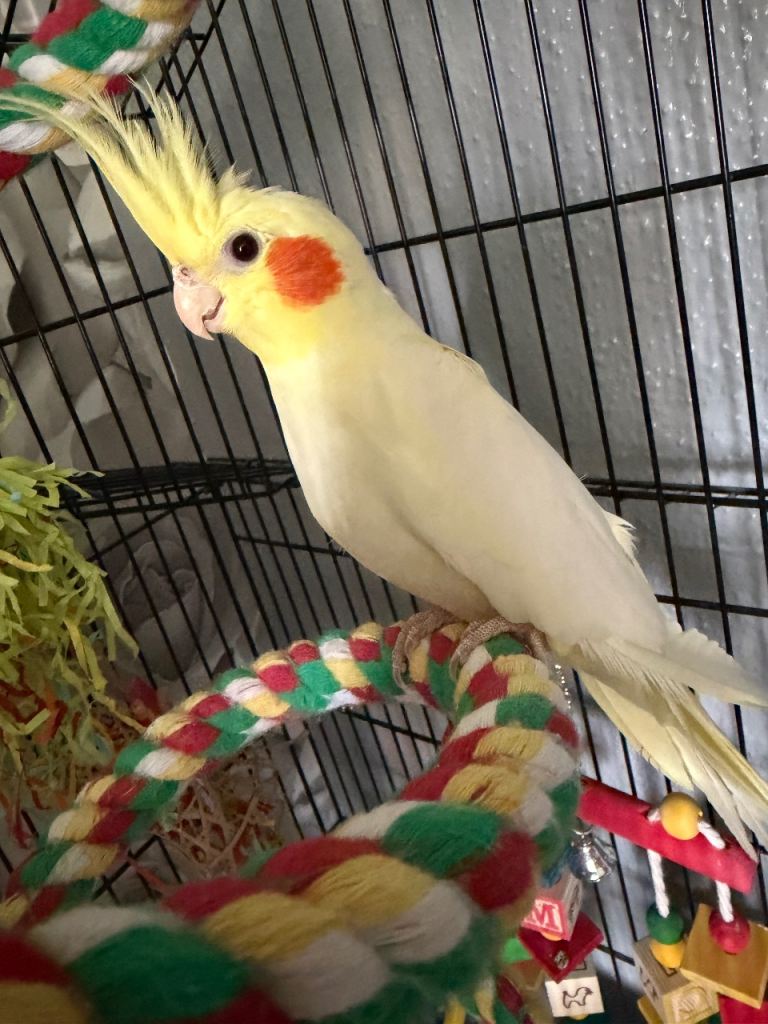 Willow cockatiel 18-24 months 
