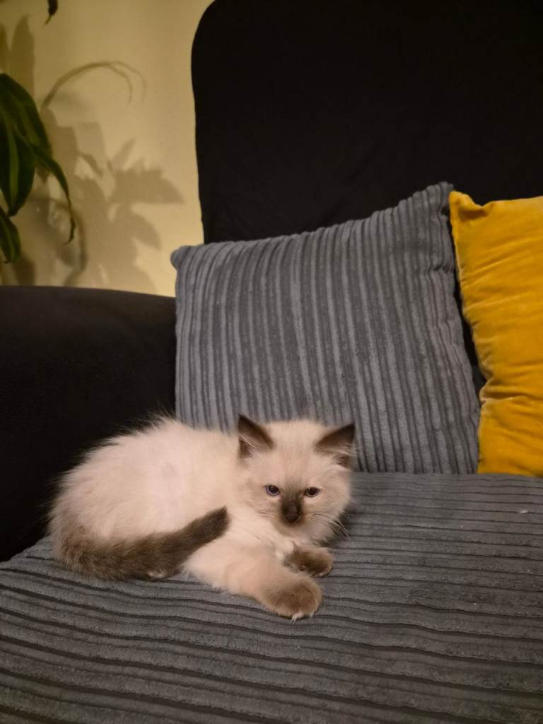 Fluffy lovely purebred Ragdol kitten girl