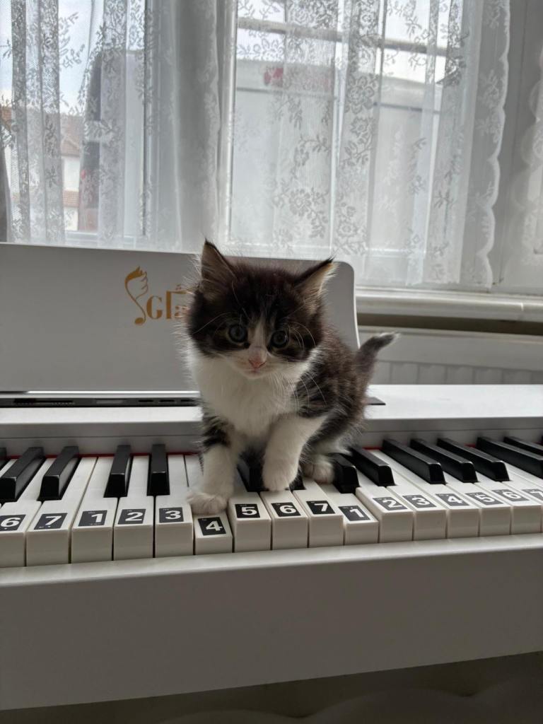 Kittens For Sale 