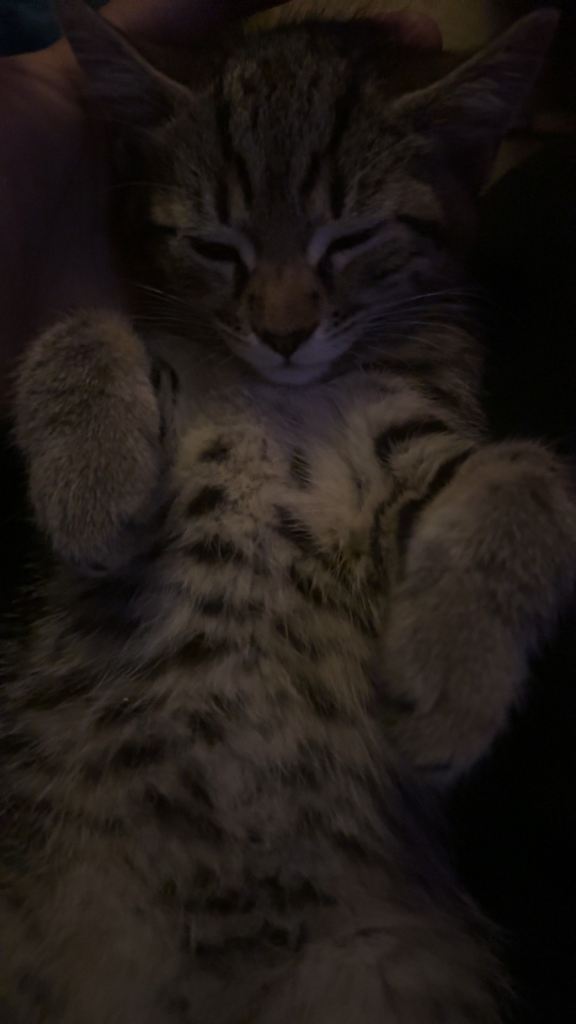 3 kittens for sale