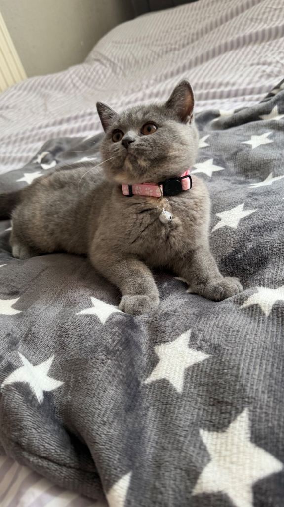 Britishshorthairs kittens 
